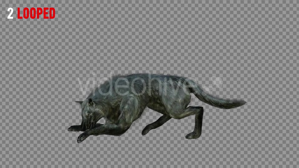 Wolf 4 Realistic Pack 3 Videohive 21337945 Motion Graphics Image 3