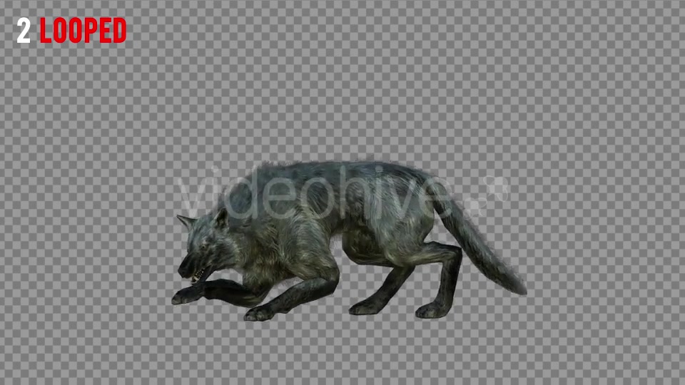 Wolf 4 Realistic Pack 3 Videohive 21337945 Motion Graphics Image 4