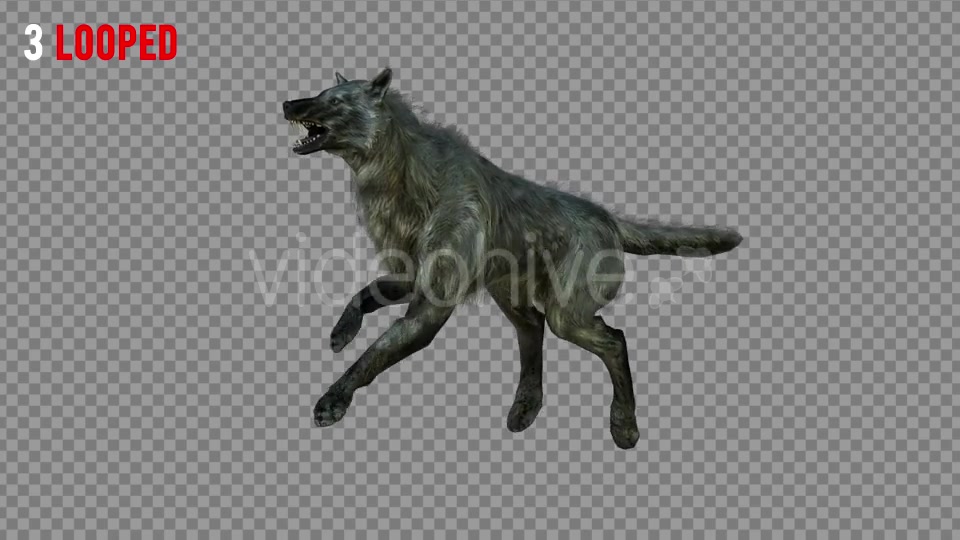 Wolf 4 Realistic Pack 3 Videohive 21337945 Motion Graphics Image 5