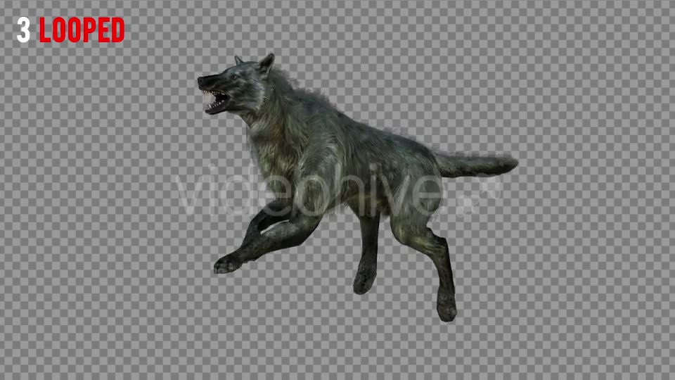 Wolf 4 Realistic Pack 3 Videohive 21337945 Motion Graphics Image 6