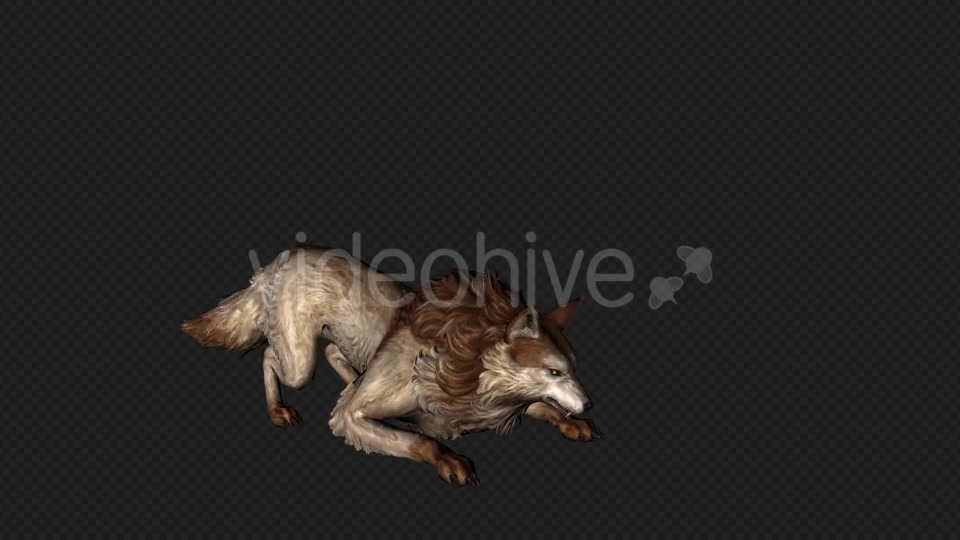 Wolf Howl Pack 2 In 1 Videohive 19892252 Motion Graphics Image 10