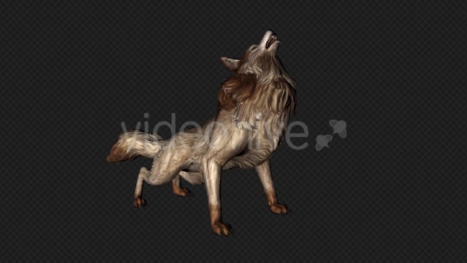 Wolf Howl Pack 2 In 1 Videohive 19892252 Motion Graphics Image 11