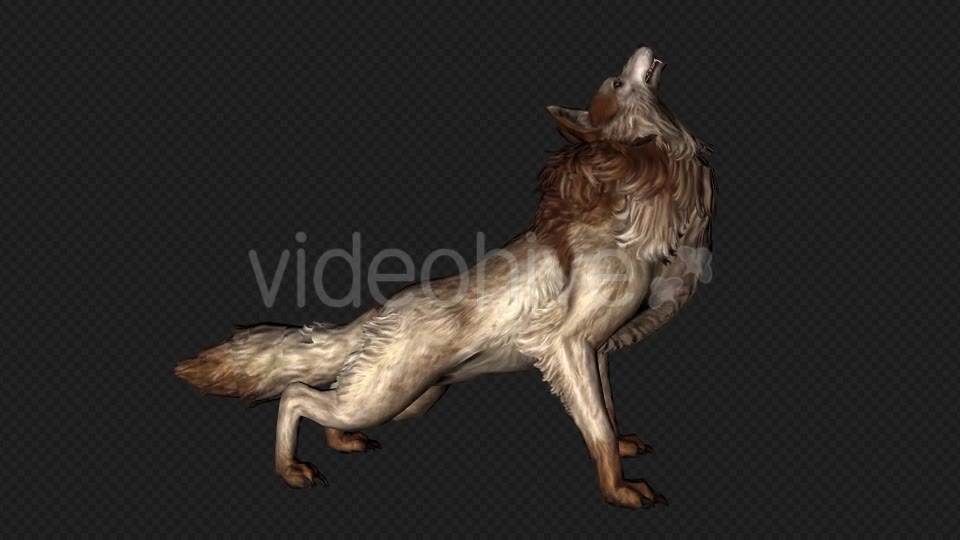 Wolf Howl Pack 2 In 1 Videohive 19892252 Motion Graphics Image 2