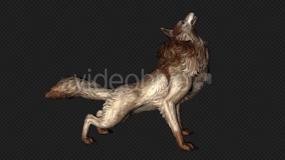 Wolf Howl Pack 2 In 1 Videohive 19892252 Motion Graphics Image 3
