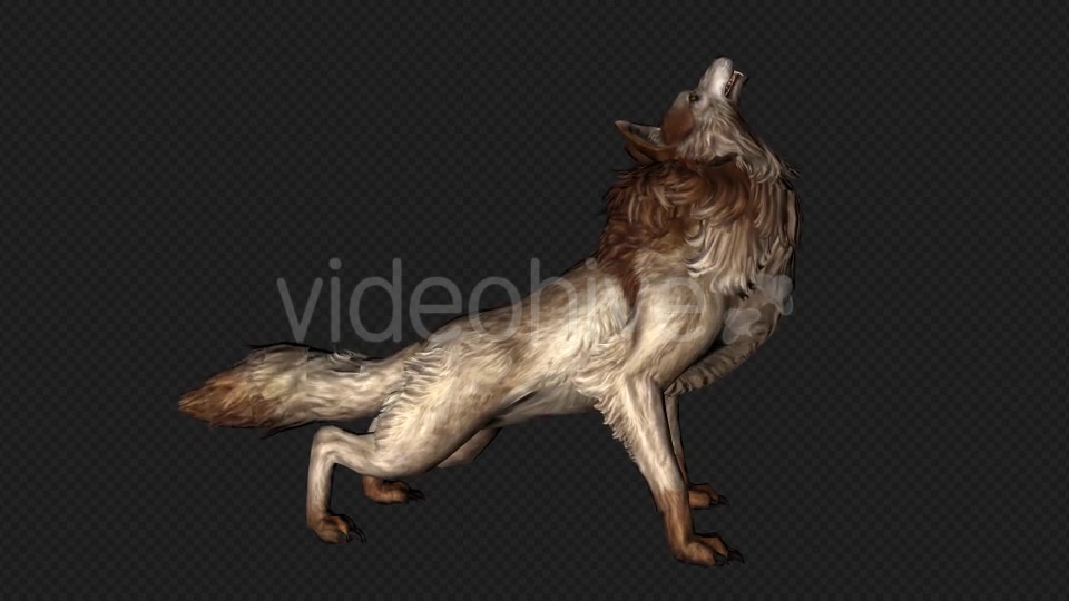 Wolf Howl Pack 2 In 1 Videohive 19892252 Motion Graphics Image 5