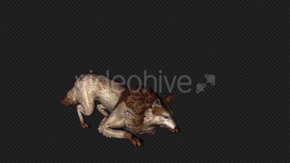 Wolf Howl Pack 2 In 1 Videohive 19892252 Motion Graphics Image 7