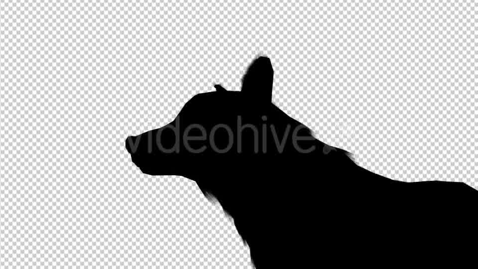 Wolf Howling Silhouette Animation 4 Scene Videohive 19192028 Motion Graphics Image 10