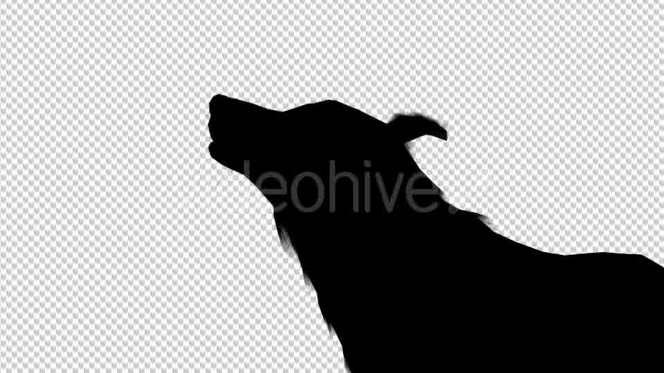 Wolf Howling Silhouette Animation 4 Scene Videohive 19192028 Motion Graphics Image 12