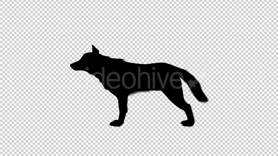 Wolf Howling Silhouette Animation 4 Scene Videohive 19192028 Motion Graphics Image 2