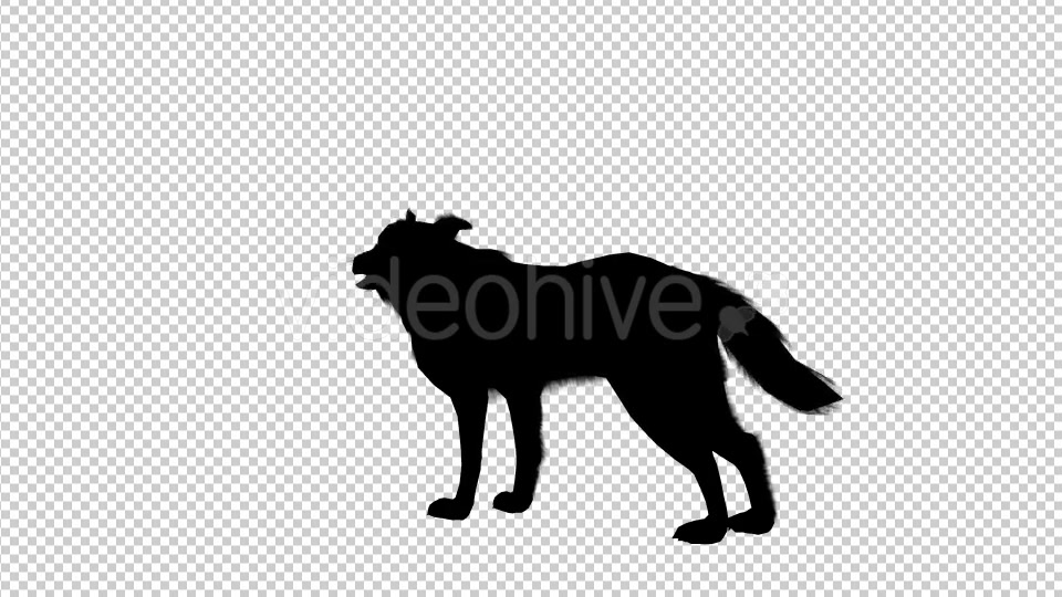 Wolf Howling Silhouette Animation 4 Scene Videohive 19192028 Motion Graphics Image 4