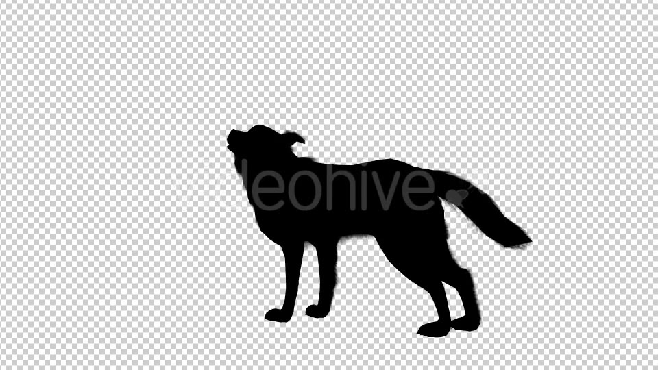 Wolf Howling Silhouette Animation 4 Scene Videohive 19192028 Motion Graphics Image 6