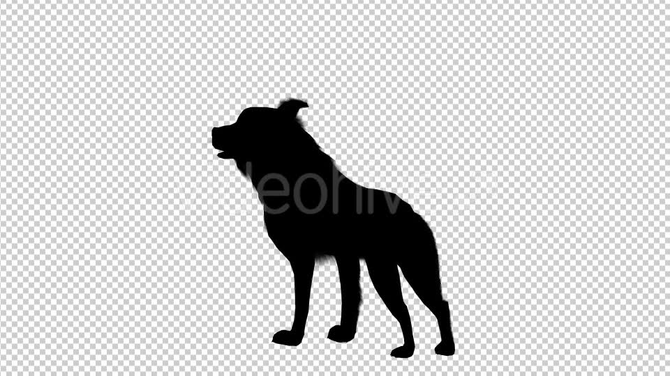 Wolf Howling Silhouette Animation 4 Scene Videohive 19192028 Motion Graphics Image 7