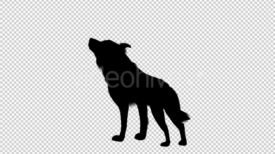 Wolf Howling Silhouette Animation 4 Scene Videohive 19192028 Motion Graphics Image 8