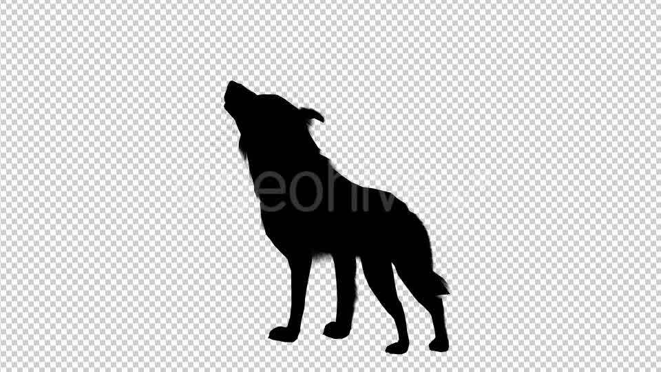 Wolf Howling Silhouette Animation 4 Scene Videohive 19192028 Motion Graphics Image 9