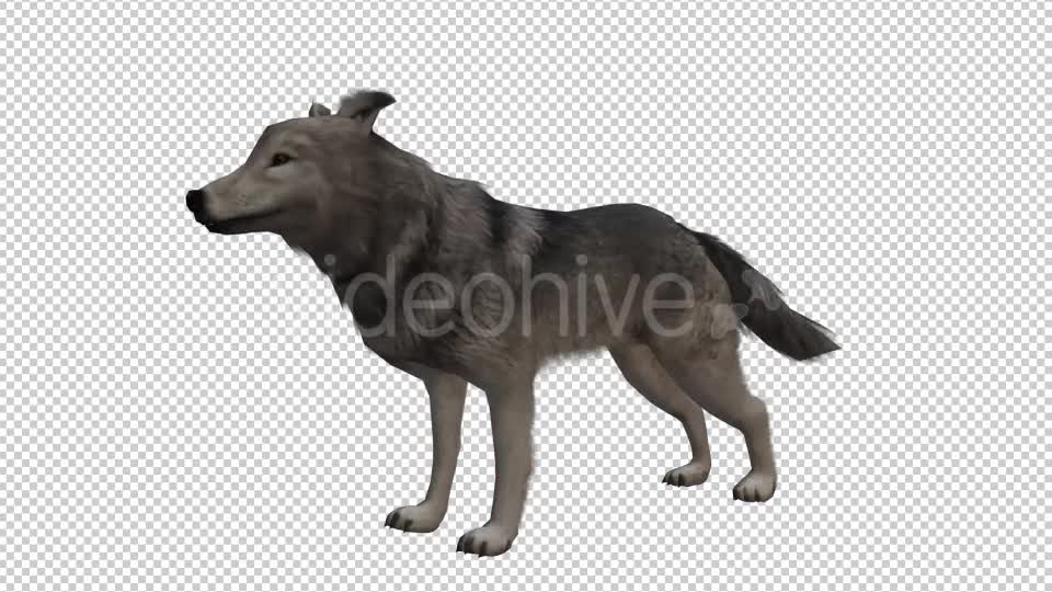 Wolf Looped 2 Videohive 20704863 Motion Graphics Image 1