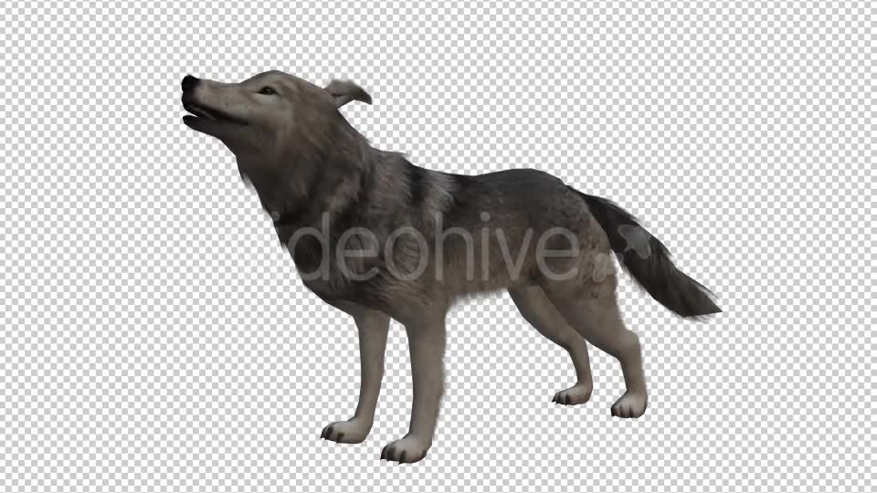 Wolf Looped 2 Videohive 20704863 Motion Graphics Image 2