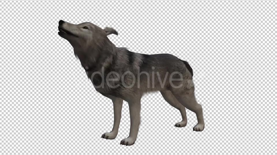 Wolf Looped 2 Videohive 20704863 Motion Graphics Image 3