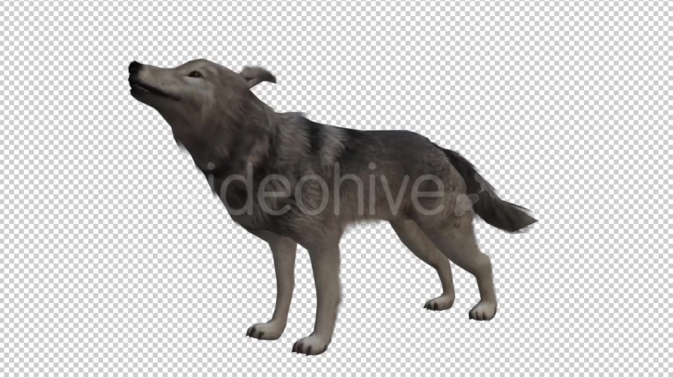 Wolf Looped 2 Videohive 20704863 Motion Graphics Image 4