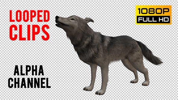 Wolf Looped 2 - 20704863 Videohive Download