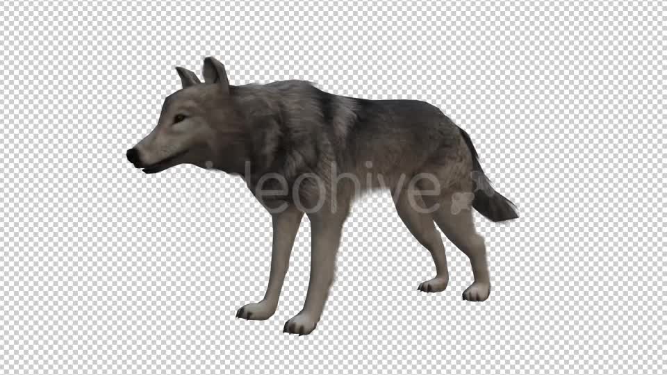 Wolf Looped Videohive 20704858 Motion Graphics Image 1