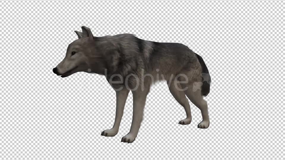 Wolf Looped Videohive 20704858 Motion Graphics Image 2