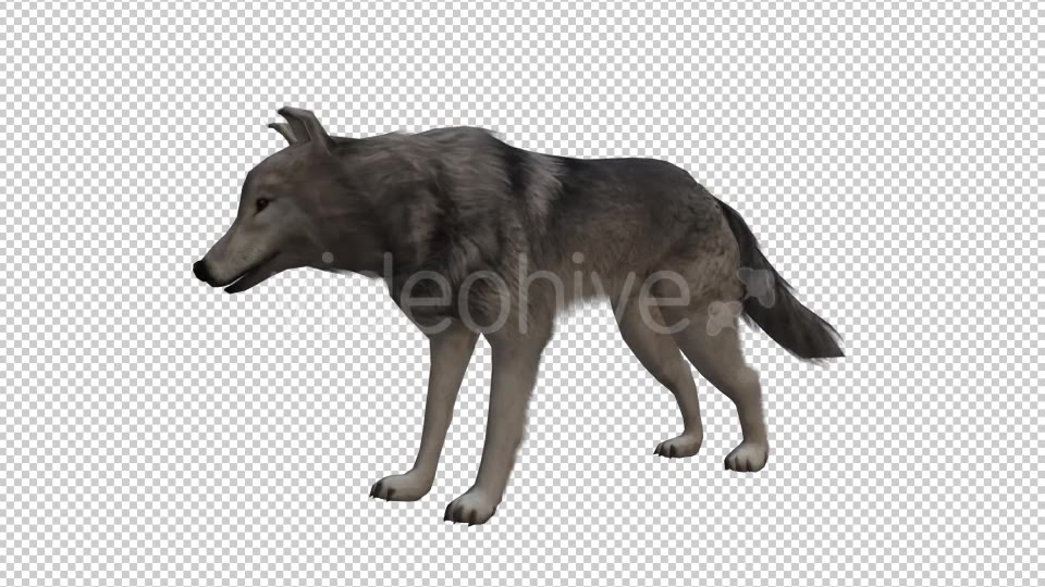 Wolf Looped Videohive 20704858 Motion Graphics Image 3