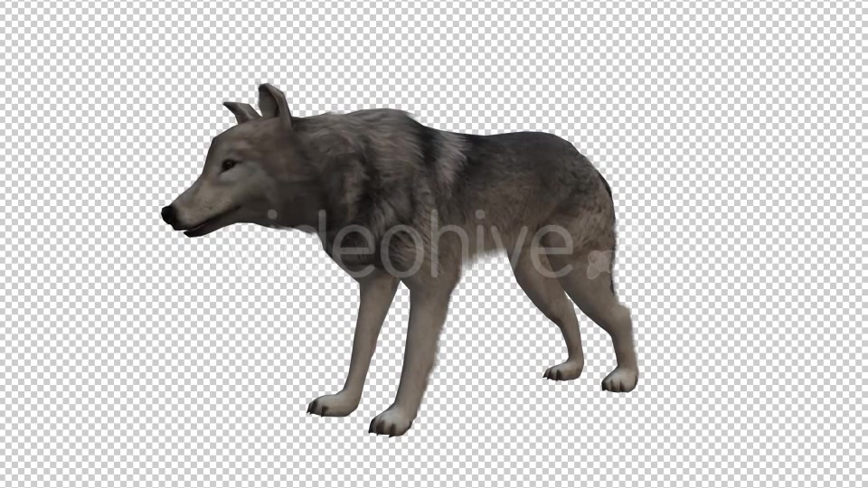 Wolf Looped Videohive 20704858 Motion Graphics Image 4