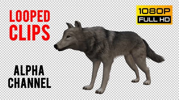 Wolf Looped - Download Videohive 20704858