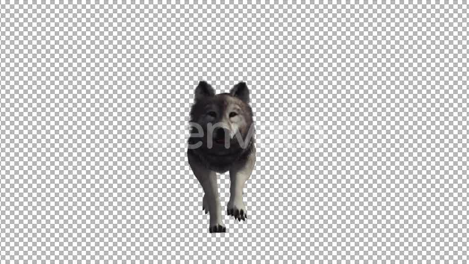 Wolf Run Videohive 22008104 Motion Graphics Image 1