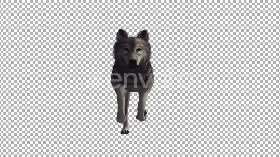Wolf Run Videohive 22008104 Motion Graphics Image 2