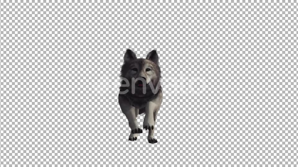 Wolf Run Videohive 22008104 Motion Graphics Image 4