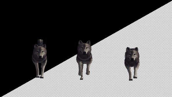 Wolf Run - 22008104 Download Videohive