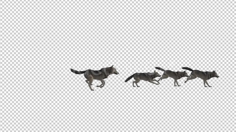 Wolfpack Run Animation Videohive 19378455 Motion Graphics Image 5