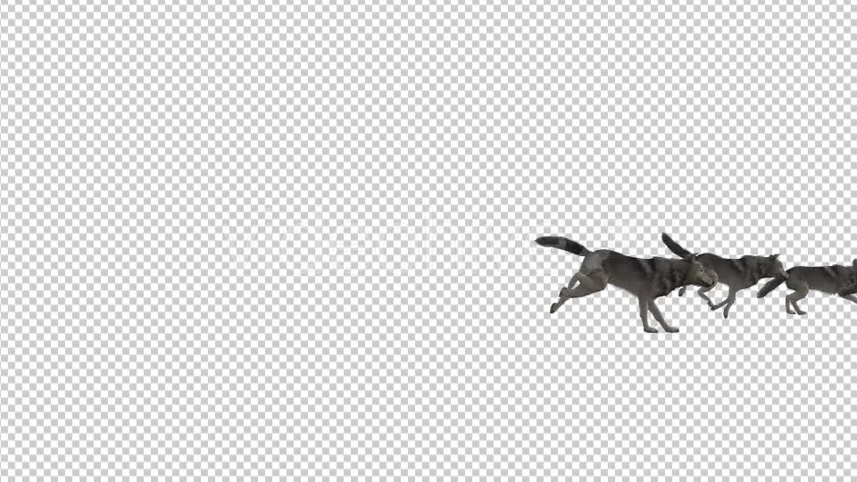 Wolfpack Run Animation Videohive 19378455 Motion Graphics Image 6