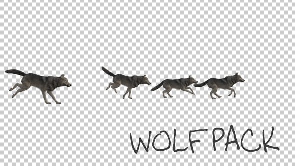 Wolfpack Run Animation - 19378455 Videohive Download
