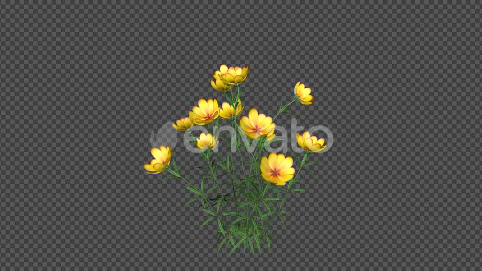 Yellow Flowers Videohive 22392014 Motion Graphics Image 7