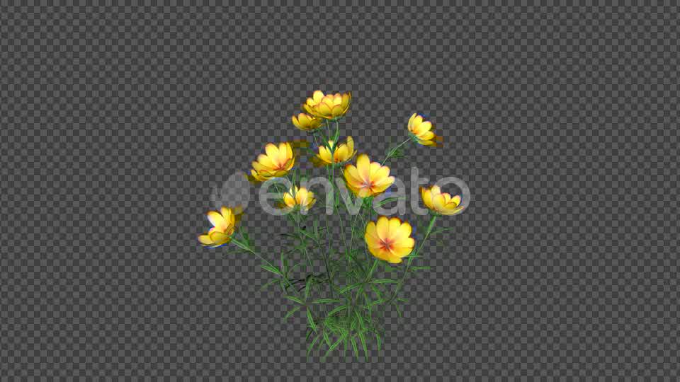 Yellow Flowers Videohive 22392014 Motion Graphics Image 8