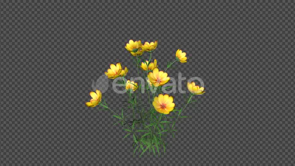 Yellow Flowers Videohive 22392014 Motion Graphics Image 9