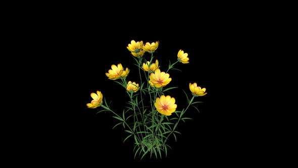 Yellow Flowers - 22392014 Download Videohive