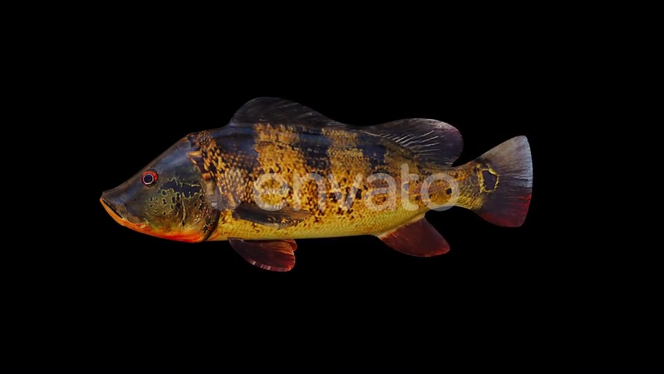 Yellow Lake Fish Videohive 23003739 Motion Graphics Image 6