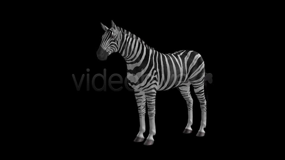 Zebra Pack of 2 Videohive 6494112 Motion Graphics Image 1