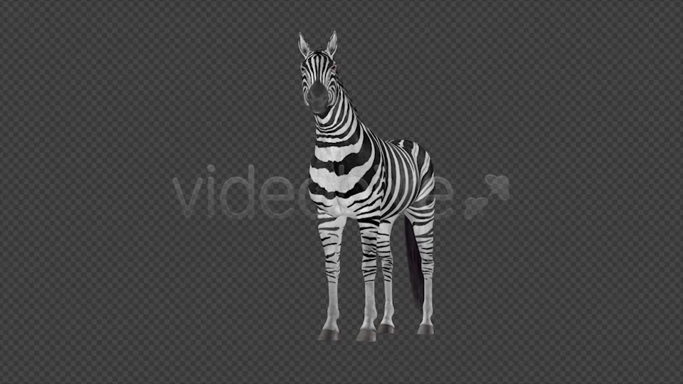 Zebra Pack of 2 Videohive 6494112 Motion Graphics Image 10