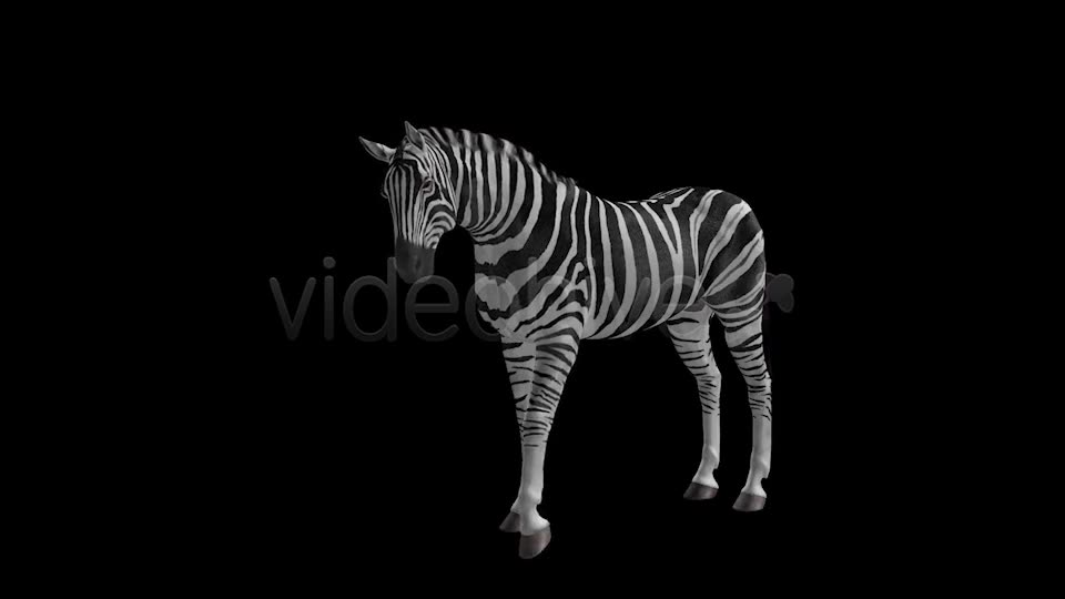 Zebra Pack of 2 Videohive 6494112 Motion Graphics Image 2