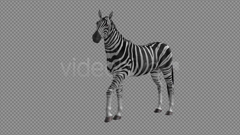 Zebra Pack of 2 Videohive 6494112 Motion Graphics Image 3