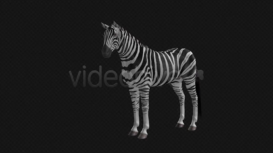 Zebra Pack of 2 Videohive 6494112 Motion Graphics Image 4