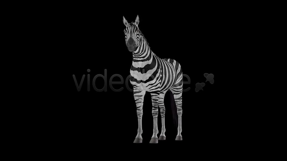 Zebra Pack of 2 Videohive 6494112 Motion Graphics Image 6