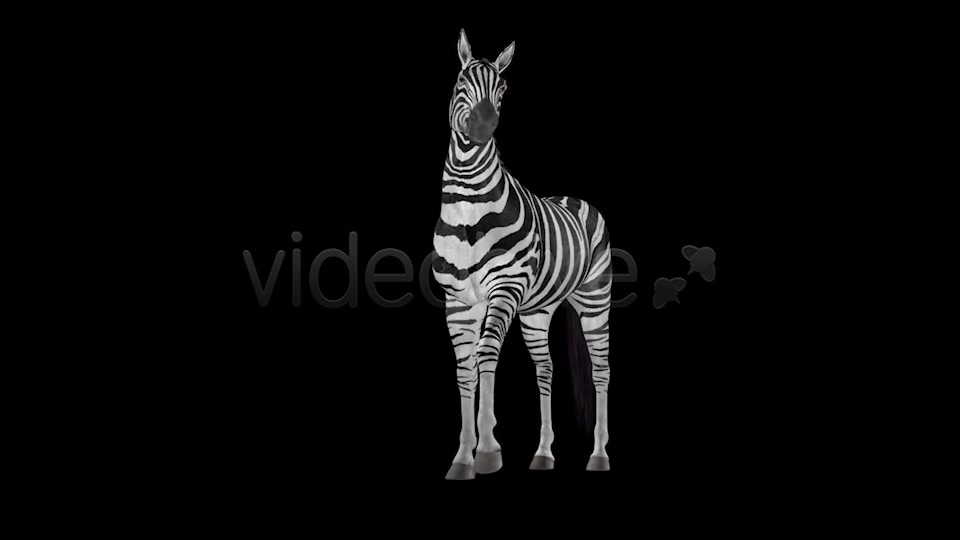 Zebra Pack of 2 Videohive 6494112 Motion Graphics Image 8