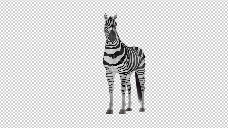 Zebra Pack of 2 Videohive 6494112 Motion Graphics Image 9