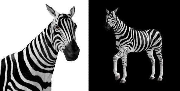 Zebra Pack of 2 - 6494112 Videohive Download